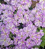 Voodoo Lavender Star №704