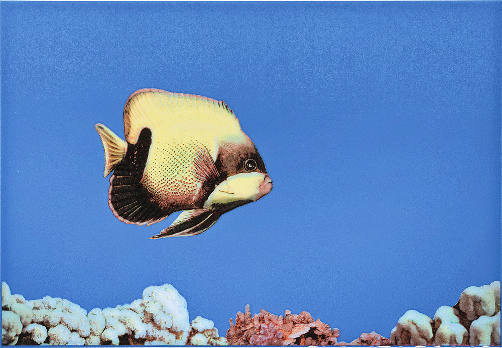 Декор Monocolor 1 Fish 275x400 D2
