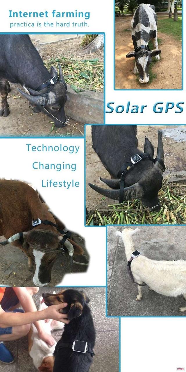 GPS трекер на солнечной батарее для коров, лошадей, крупного рогатого скота и других, модель RF-V26 - фото 2 - id-p92124605