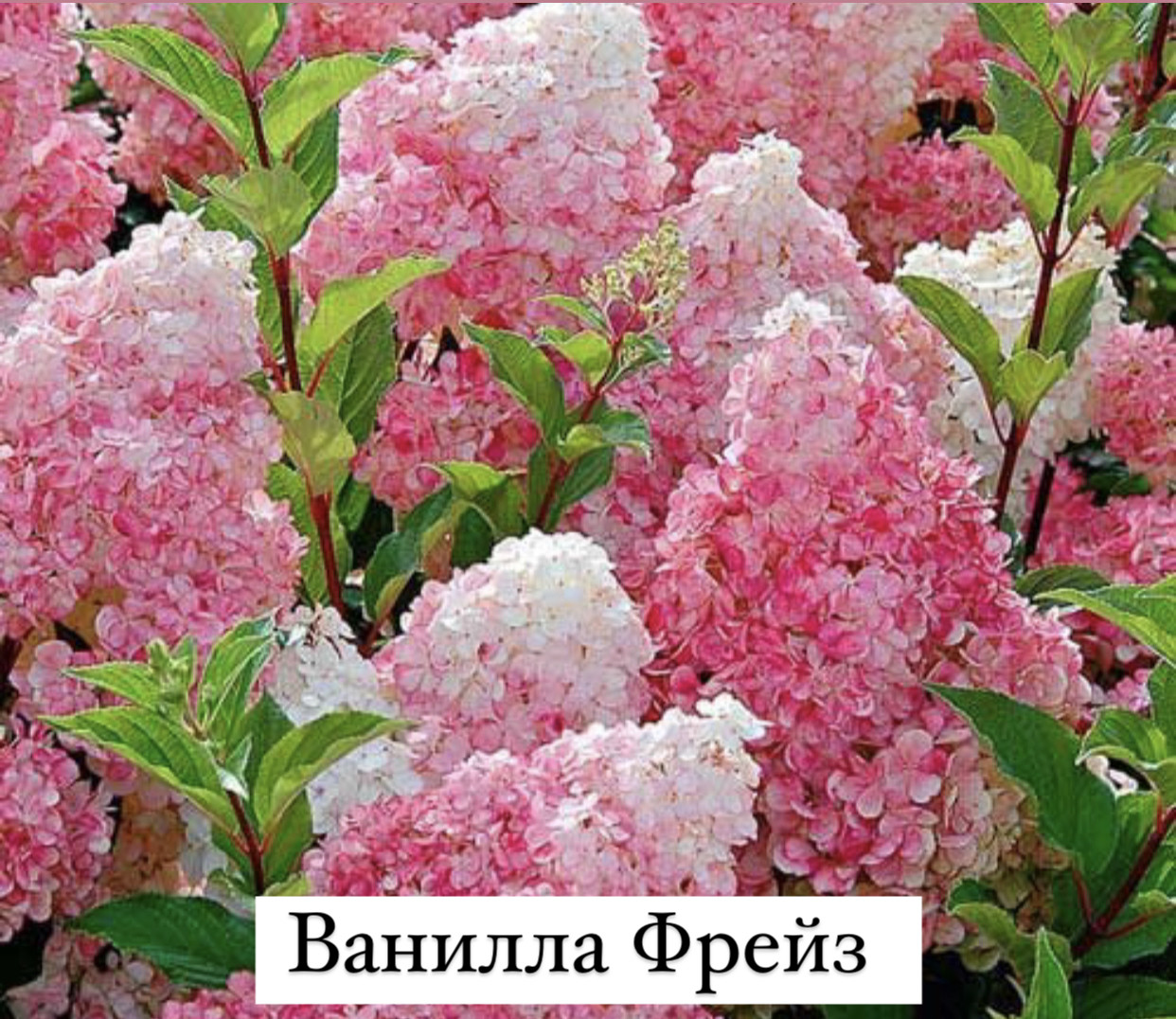 Гортензия метельчатая Ванилла Фрейз (Vanilla Fraise) - фото 4 - id-p92179064