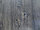 Ламинат Kronopol Ferrum Flooring SIGMA D207 Дуб Балтимор, фото 3