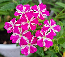 Estrella Voodoo Pink Star №706/