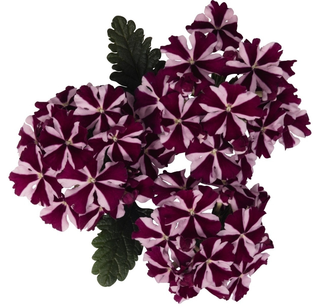 Вербена Voodoo Burgundy Star