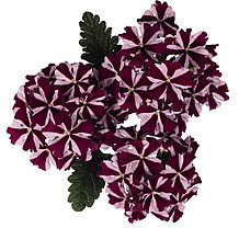 Voodoo Burgundy Star №707 / подрощенное растение