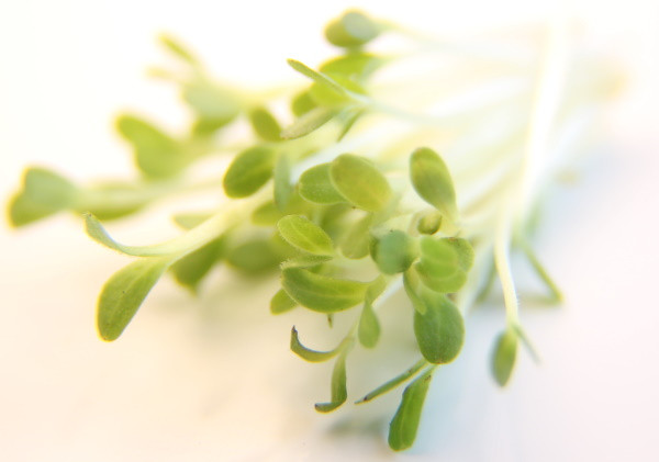 Салат Айсберг семена Микрозелени 5гр. - фото 1 - id-p92354963