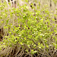 Салат Айсберг семена Микрозелени 5гр., фото 2