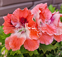 Gemma / укор.черенок