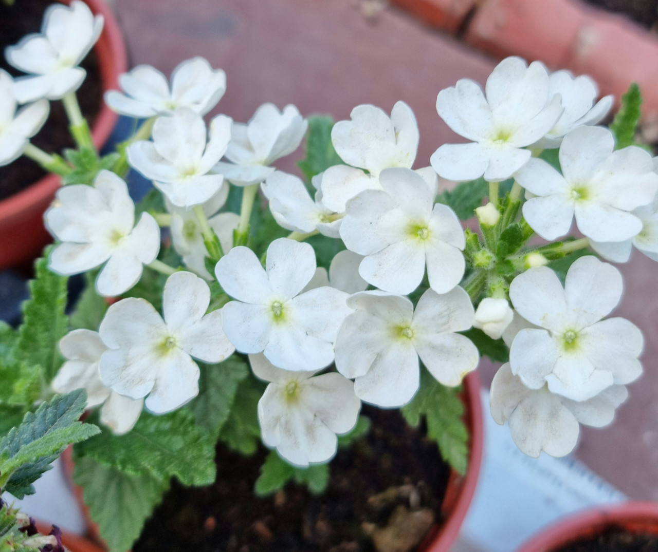Estrella White №708 / укор.черенок