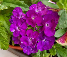 Estrella Blue Empire  №700