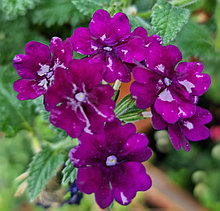 Estrella Dark Purple №701