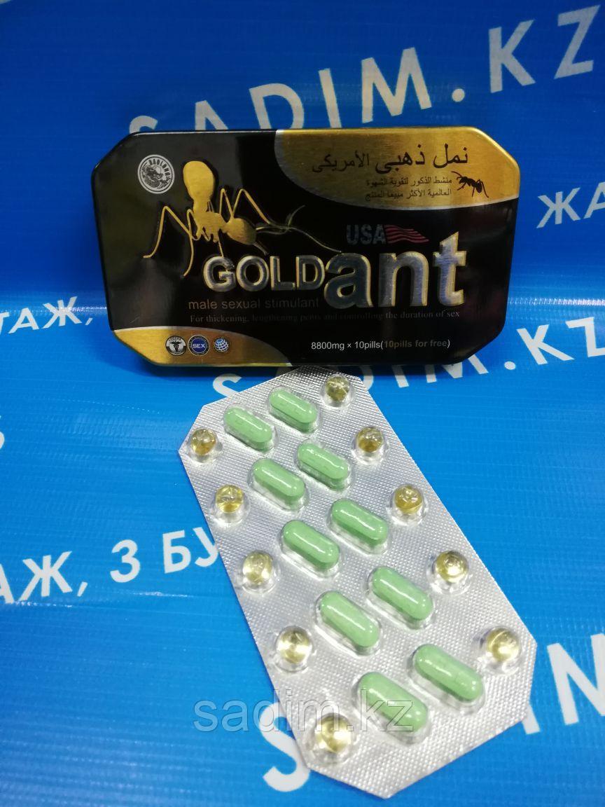 Золотой Муравей ( Gold Ant )