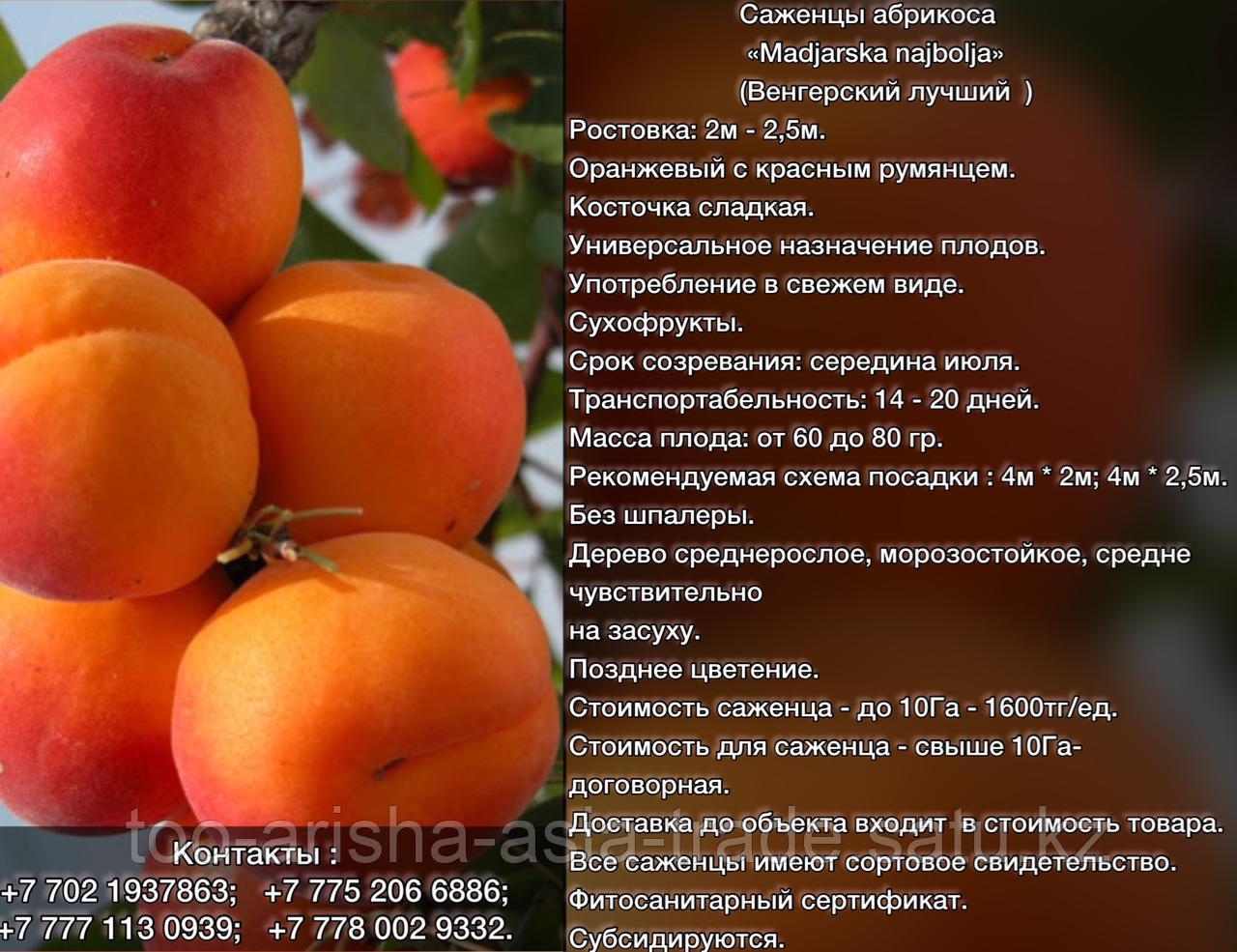 Саженцы абрикоса Madjarska najbolja Сербия