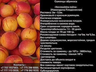 Саженец абрикоса Novosadska rodna Сербия