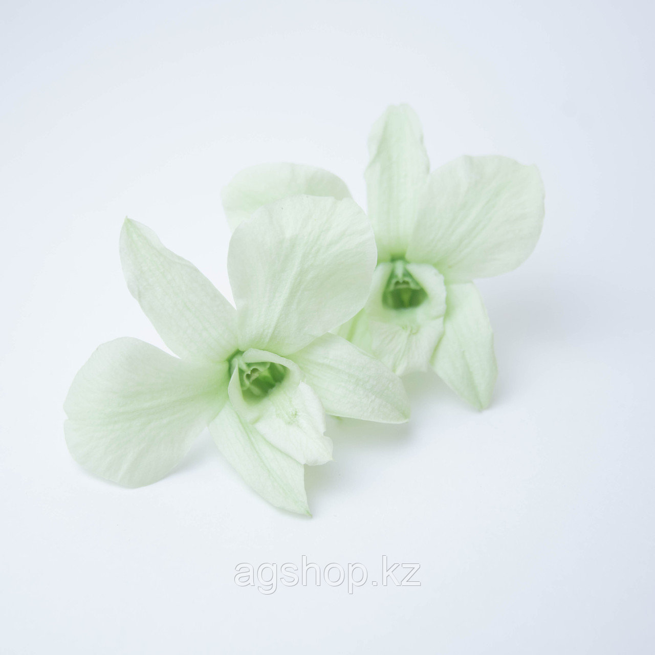Орхидея Дендробиум (зеленый)