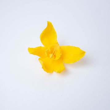 Орхидея Цимбидиум (желтый)