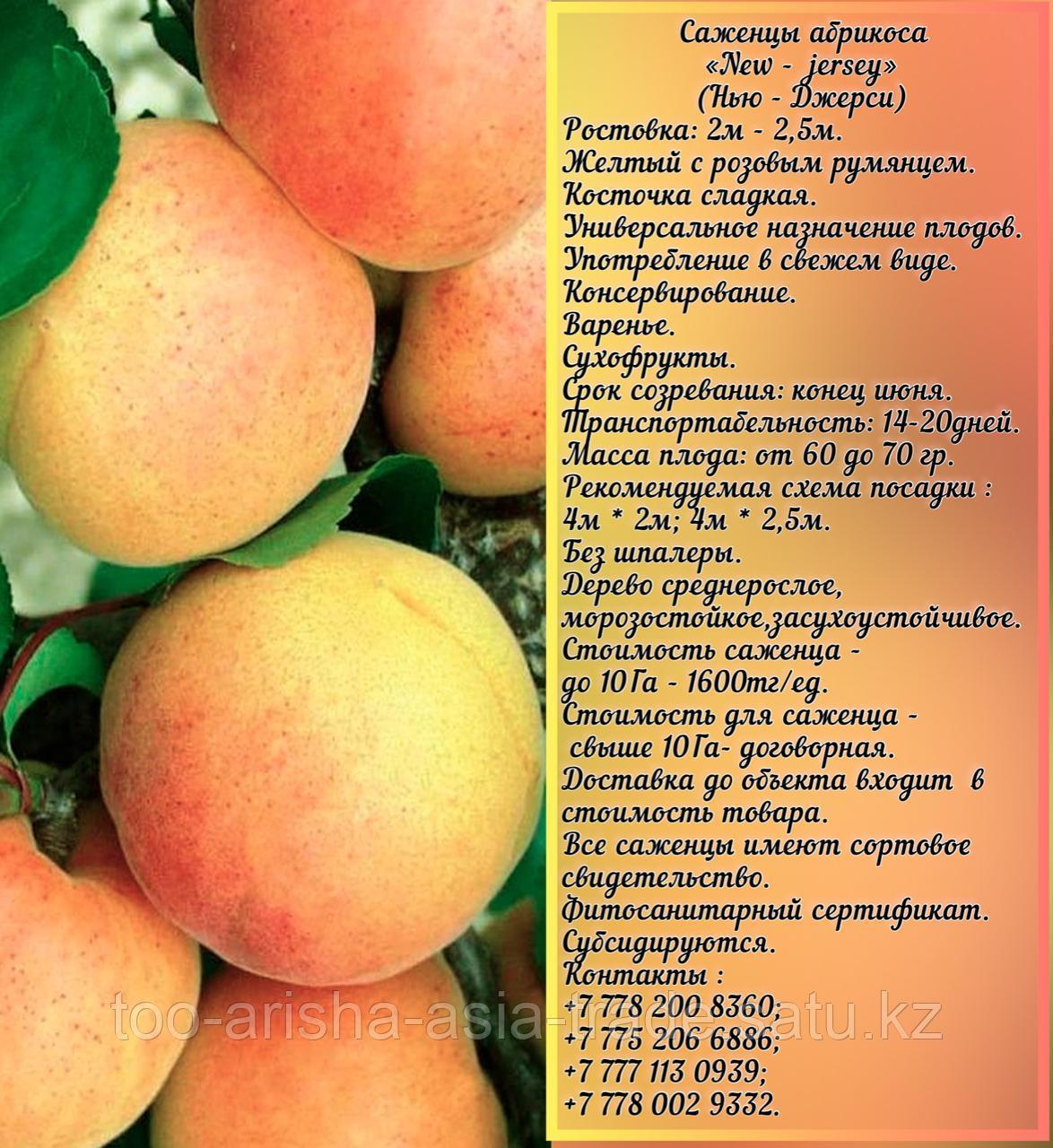 Саженец абрикоса «New - jersey» (Нью- джерси) Сербия