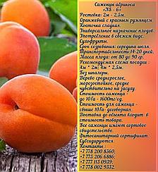 Саженец абрикоса «NS - 6» Сербия
