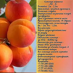 Саженец абрикоса  «NS - 4» Сербия