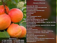 Саженец абрикоса «Rocsana» (Роксана) Сербия
