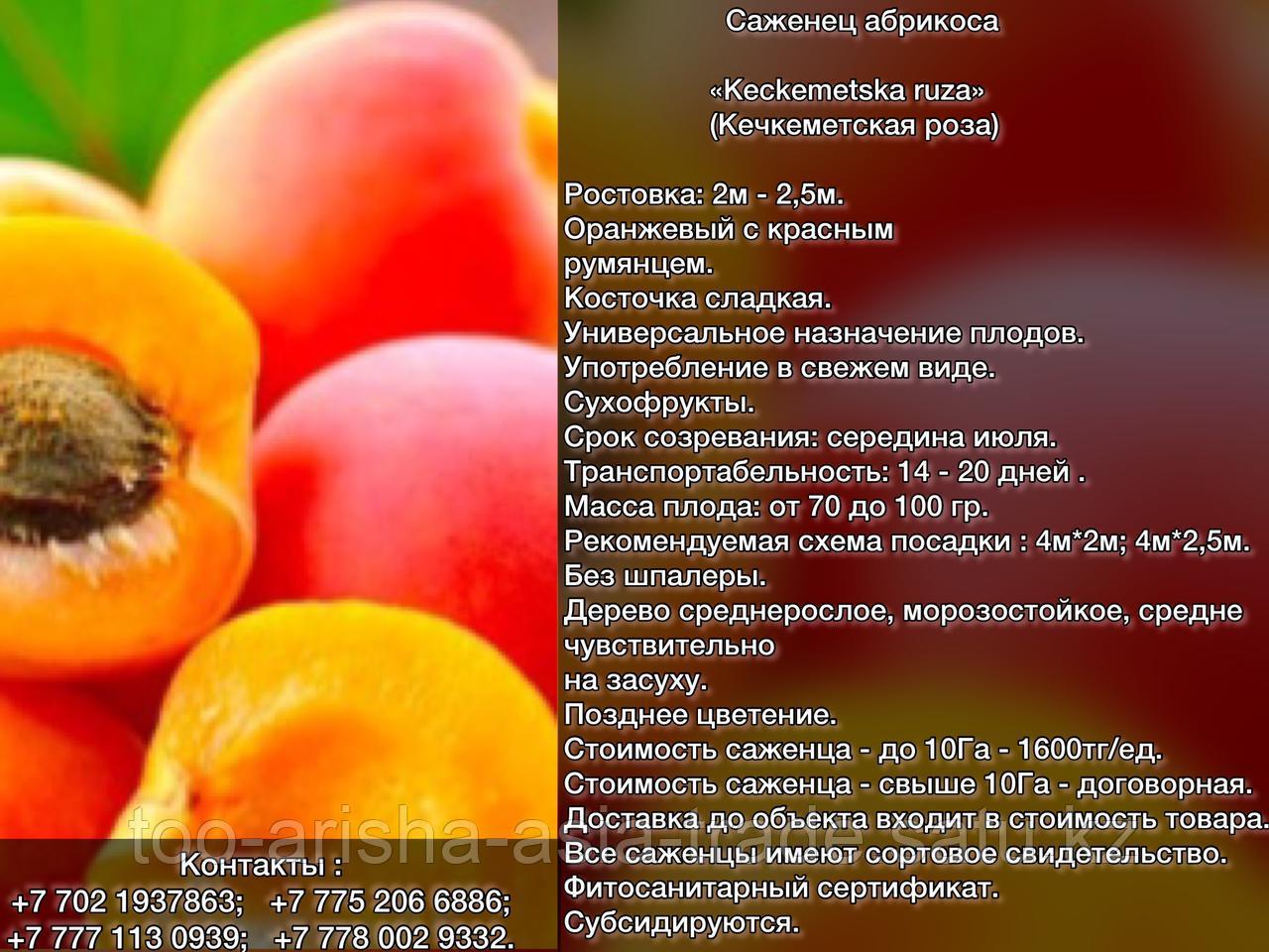 Саженец абрикоса    «Keckemetska ruza» (Кечкеметская роза) Сербия