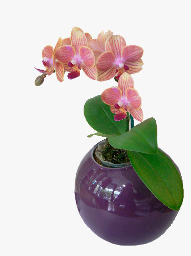 Композиция из стабилизированных цветков Орхидея Дендробиум и веток кокулуса. - фото 1 - id-p92631816