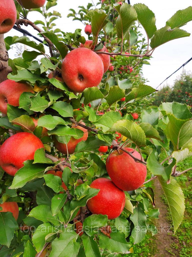 Саженцы яблони "Jonaprinc" (Джонапринц) ММ 106 Сербия - фото 5 - id-p92710409