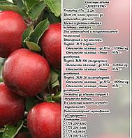 Саженцы яблони "Jonaprinc" (Джонапринц) ММ 26 Сербия