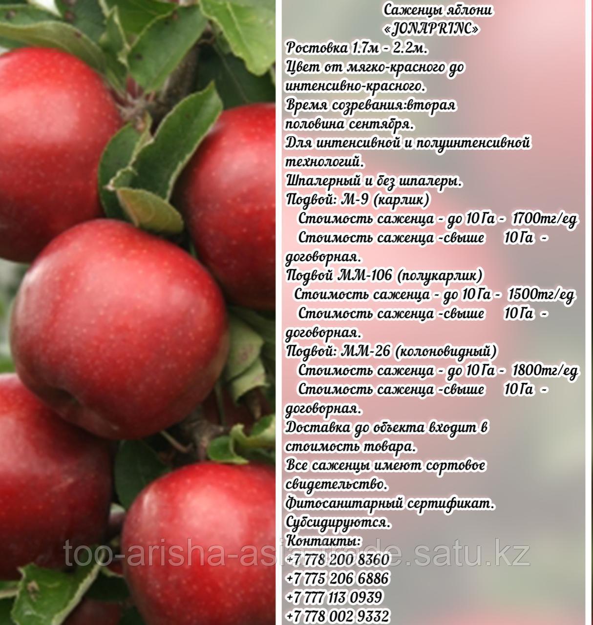Саженцы яблони "Jonaprinc" (Джонапринц) ММ 26 Сербия - фото 1 - id-p92710412