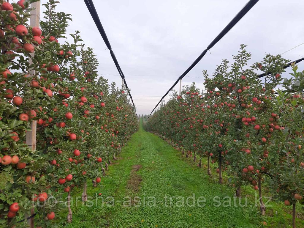 Саженцы яблони "Jonaprinc" (Джонапринц) ММ 26 Сербия - фото 3 - id-p92710412