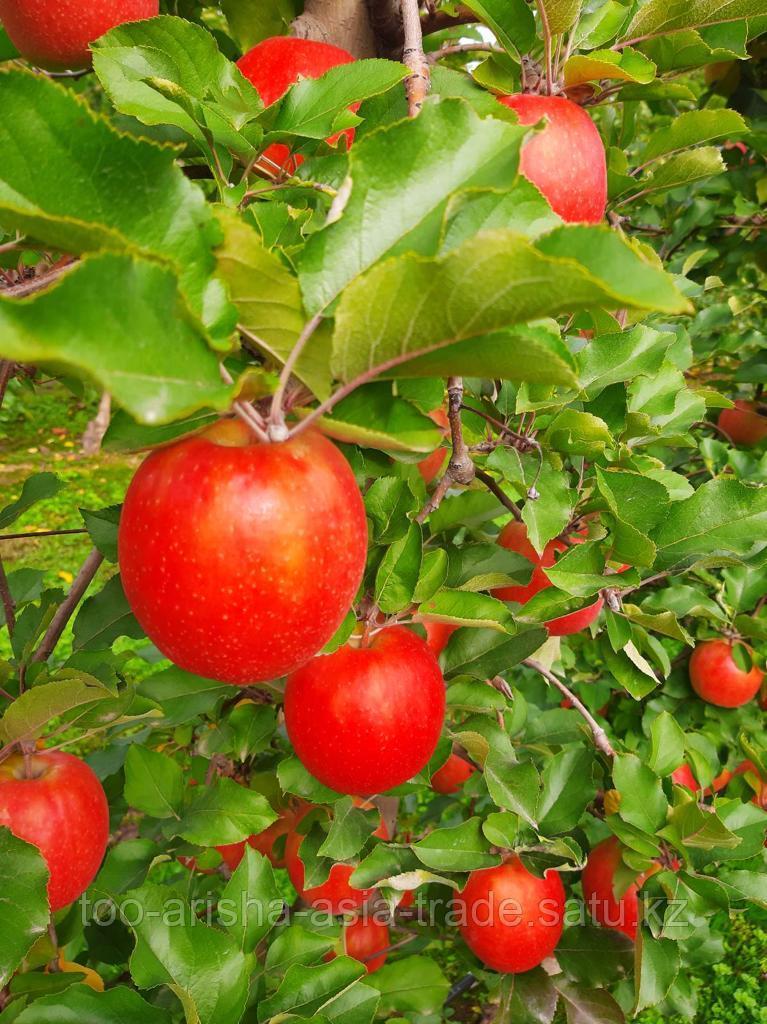 Саженцы яблони "Jonaprinc" (Джонапринц) ММ 26 Сербия - фото 4 - id-p92710412