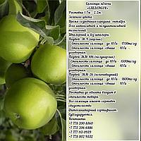 Саженцы яблони "Callenger" (Калленгер) ММ 26 Сербия