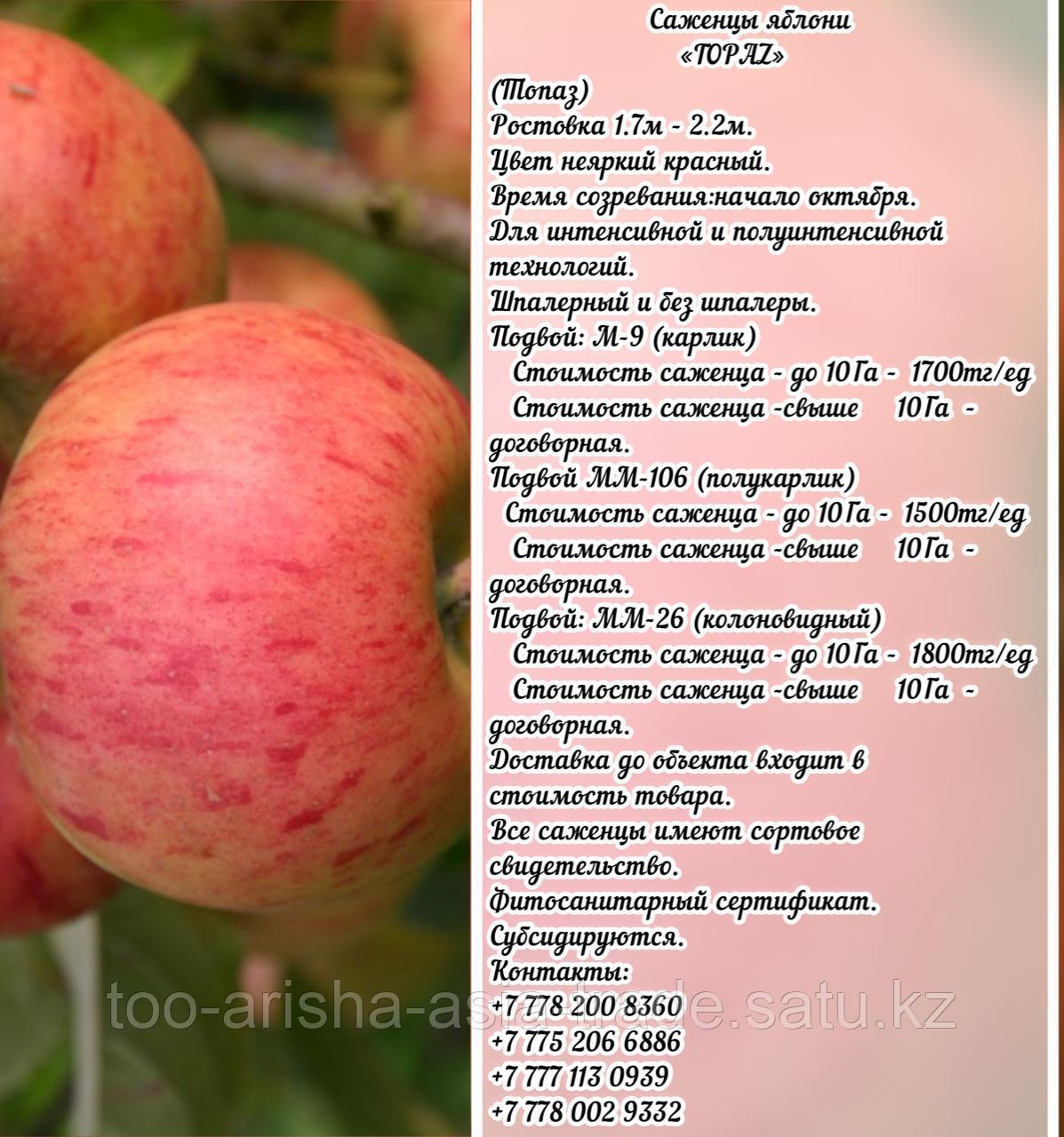 Саженцы яблони "Topaz" (Топаз) М 9 Сербия - фото 1 - id-p92710528