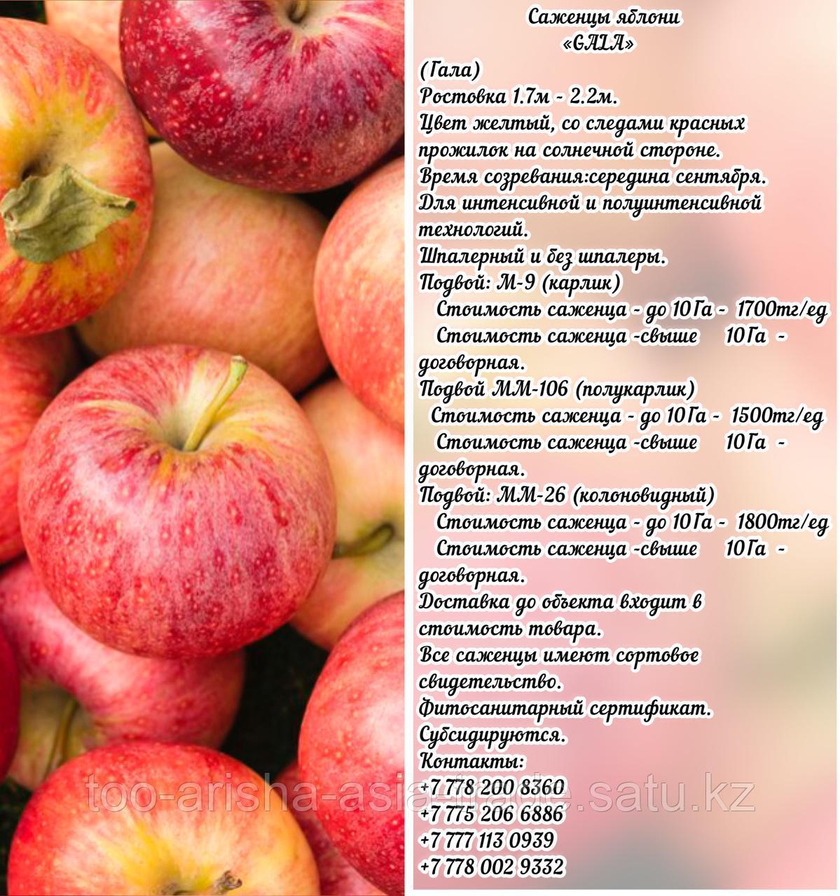 Саженцы яблони "Gala" (Гала) ММ 26 Сербия