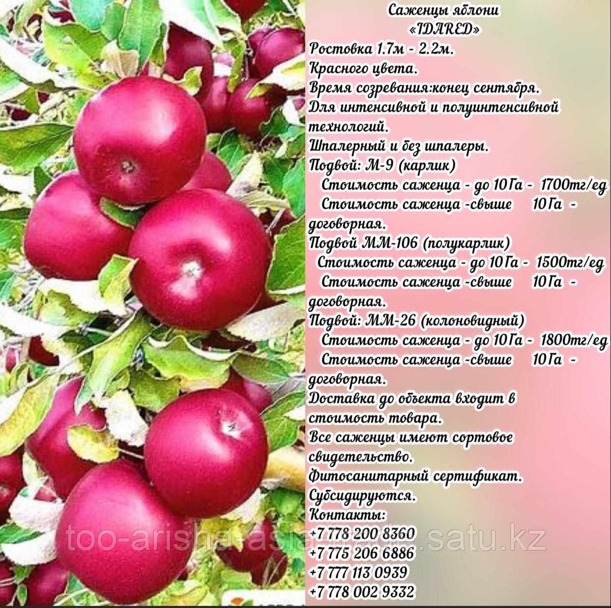 Саженцы яблони "Idared" (Айдаред) М 9 Сербия