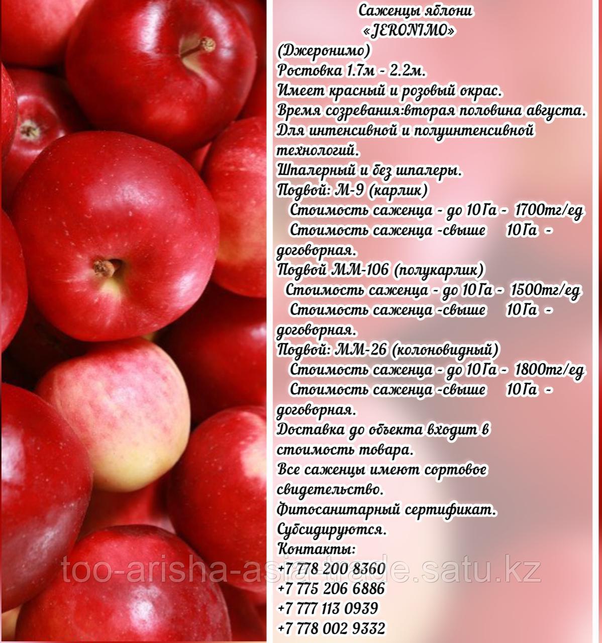 Саженцы яблони "Jeromino" (Джеромини) М 9 Сербия
