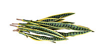 Сансевиерия Trifasciata желто-зеленый