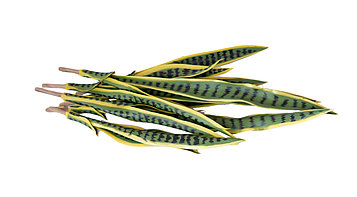 Сансевиерия Trifasciata желто-зеленый