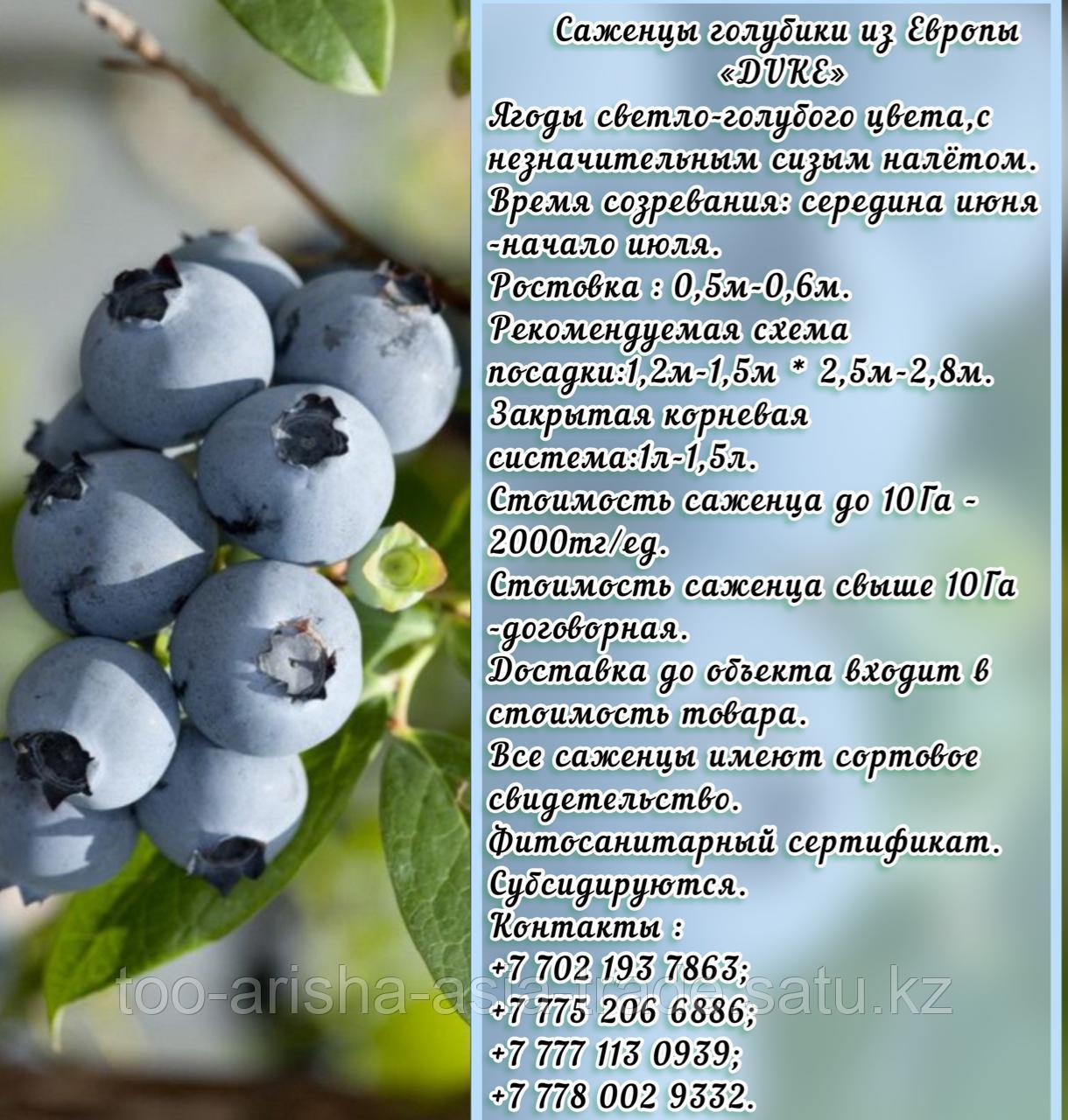 Саженцы голубики "Bluecrop" Сербия
