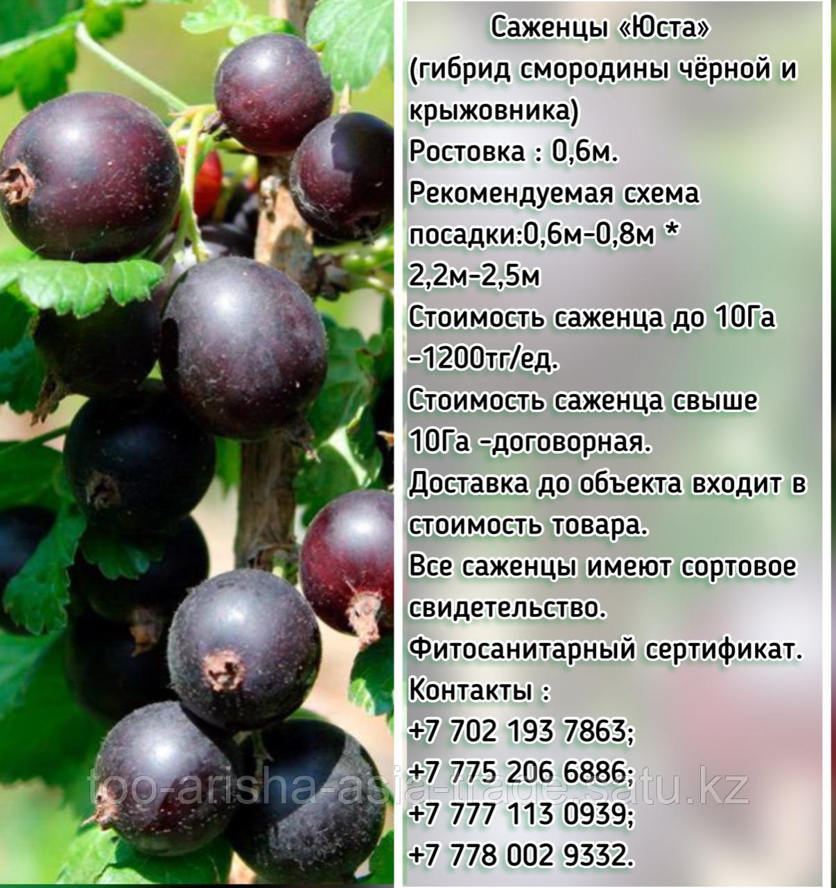 Саженцы "Юста" Сербия