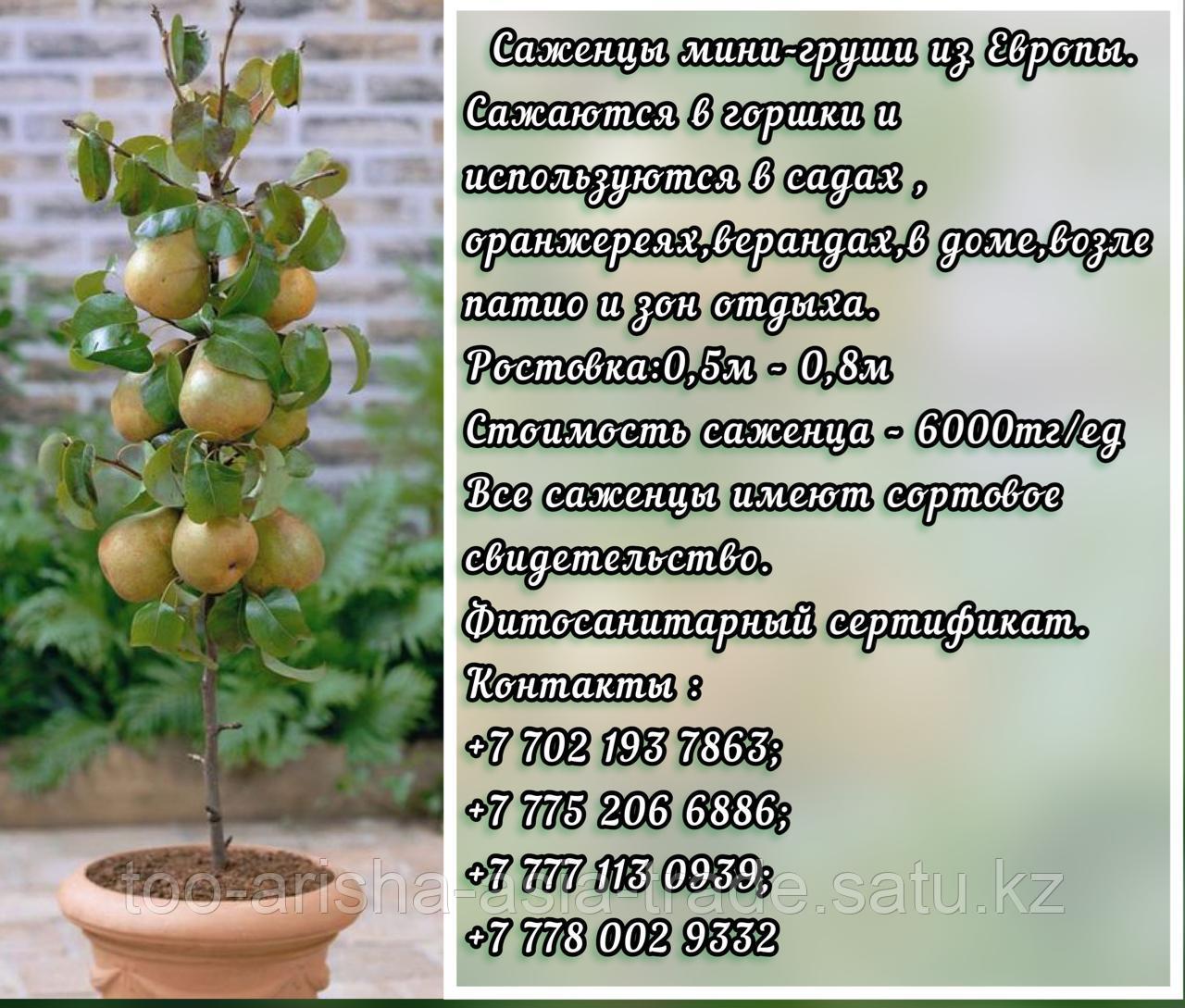 Саженцы мини фруктовых деревьев груши Сербия