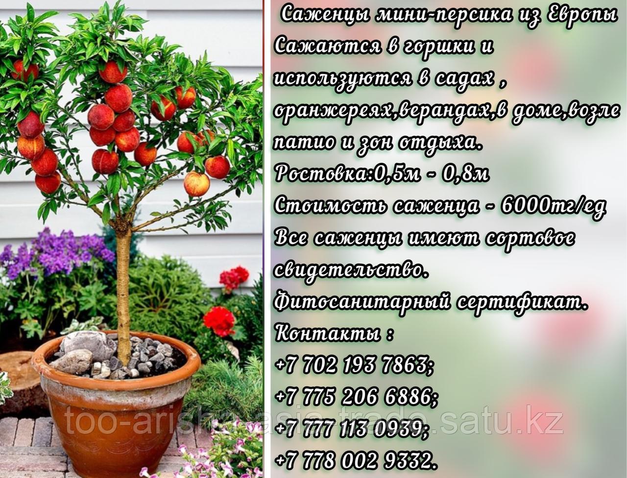 Саженцы мини фруктовых деревьев персика Сербия