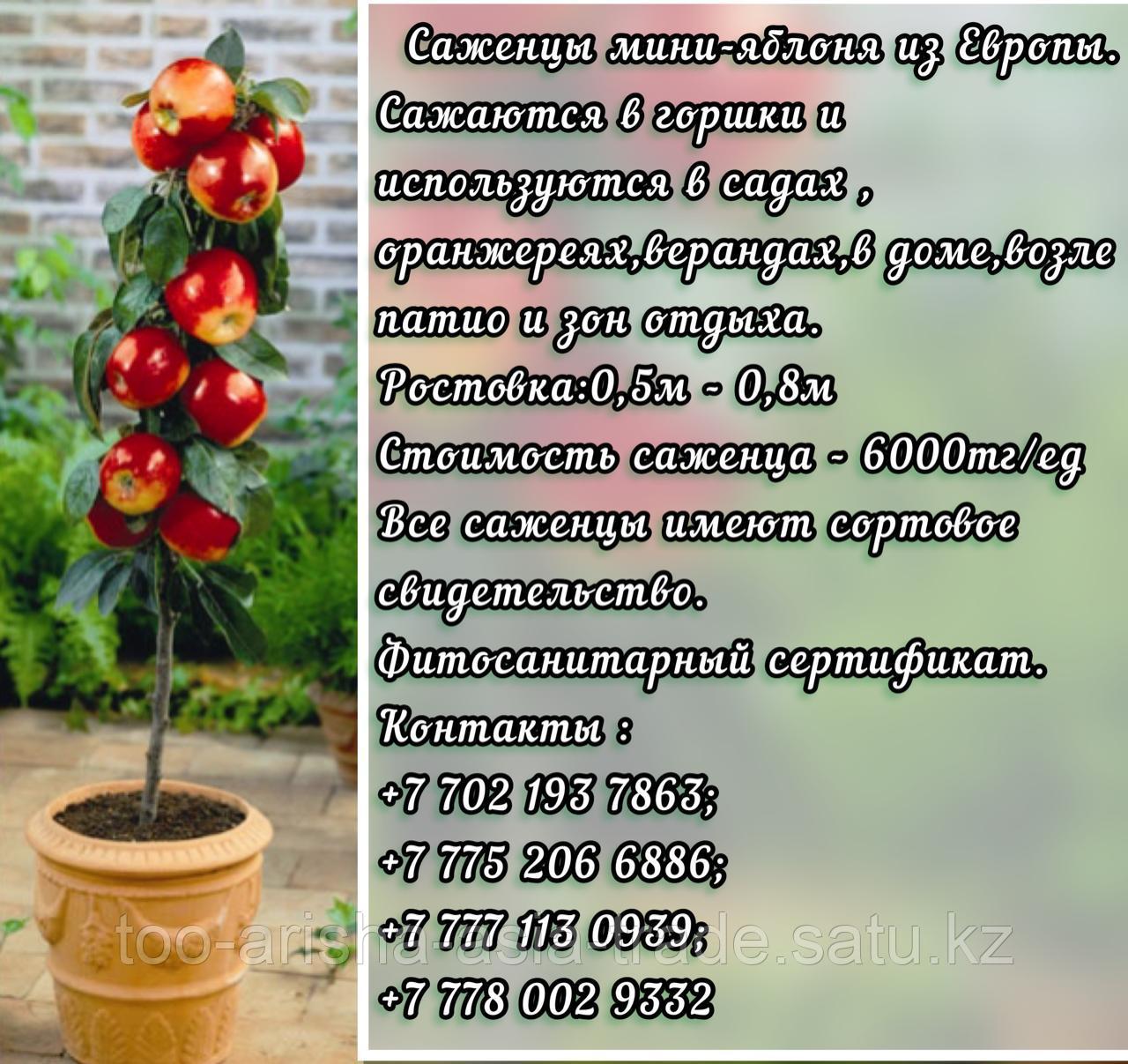 Саженцы мини фруктовые деревья яблони на супер карликовом подвое Сербия