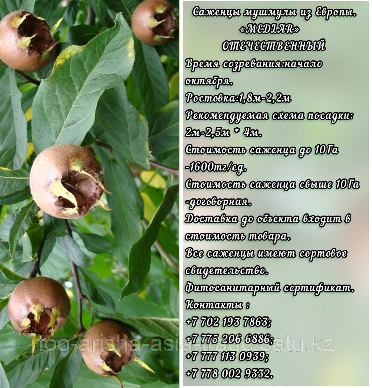 Саженцы мушмулы "Medlar" Сербия