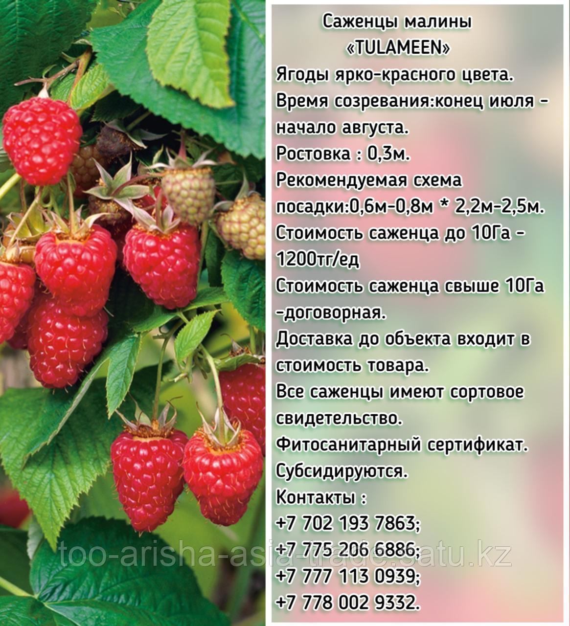 Саженцы малины "Tulameen" (Туламин) Сербия - фото 1 - id-p93029266