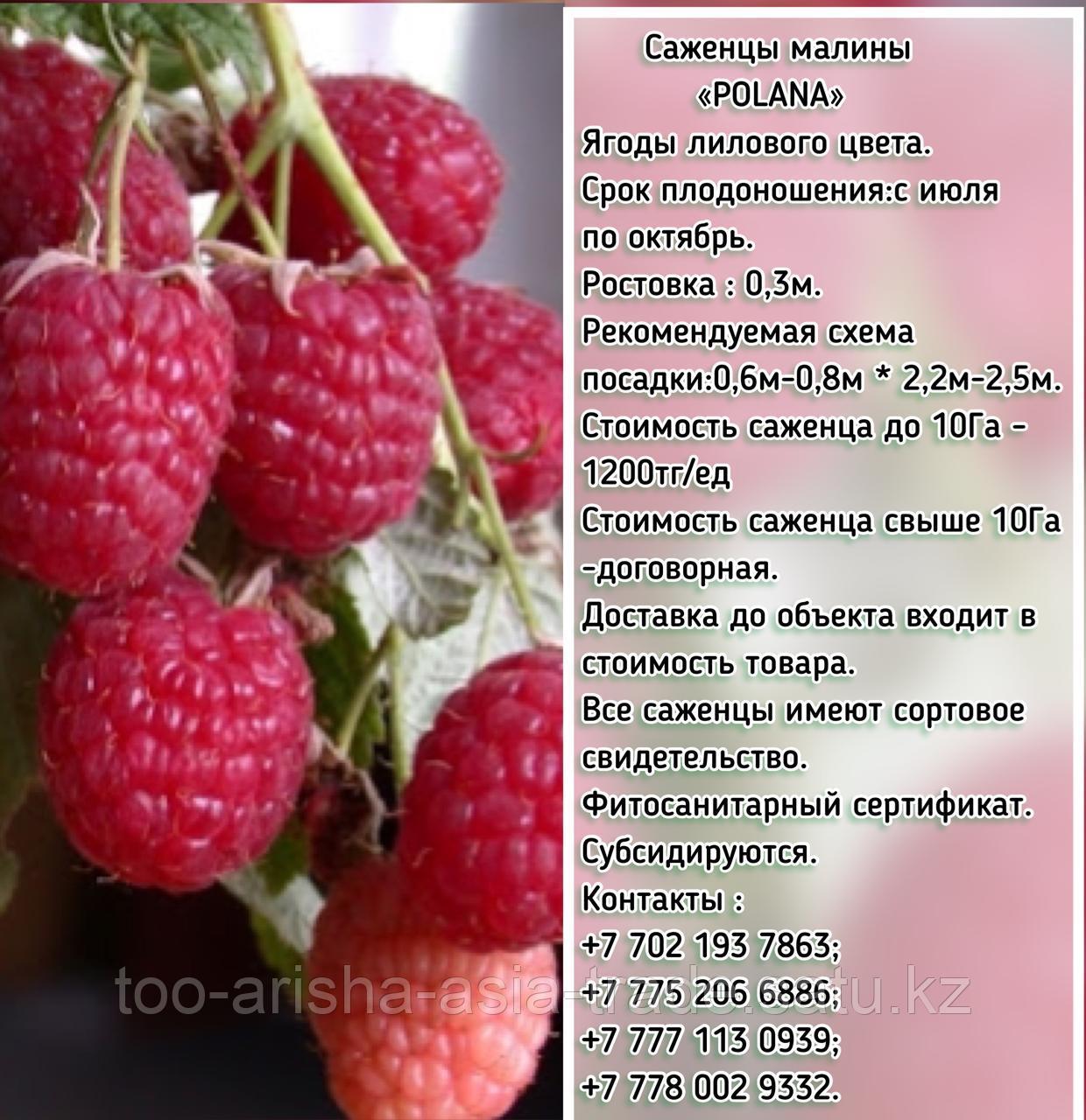 Саженцы малины "Polana" (Полана) Сербия