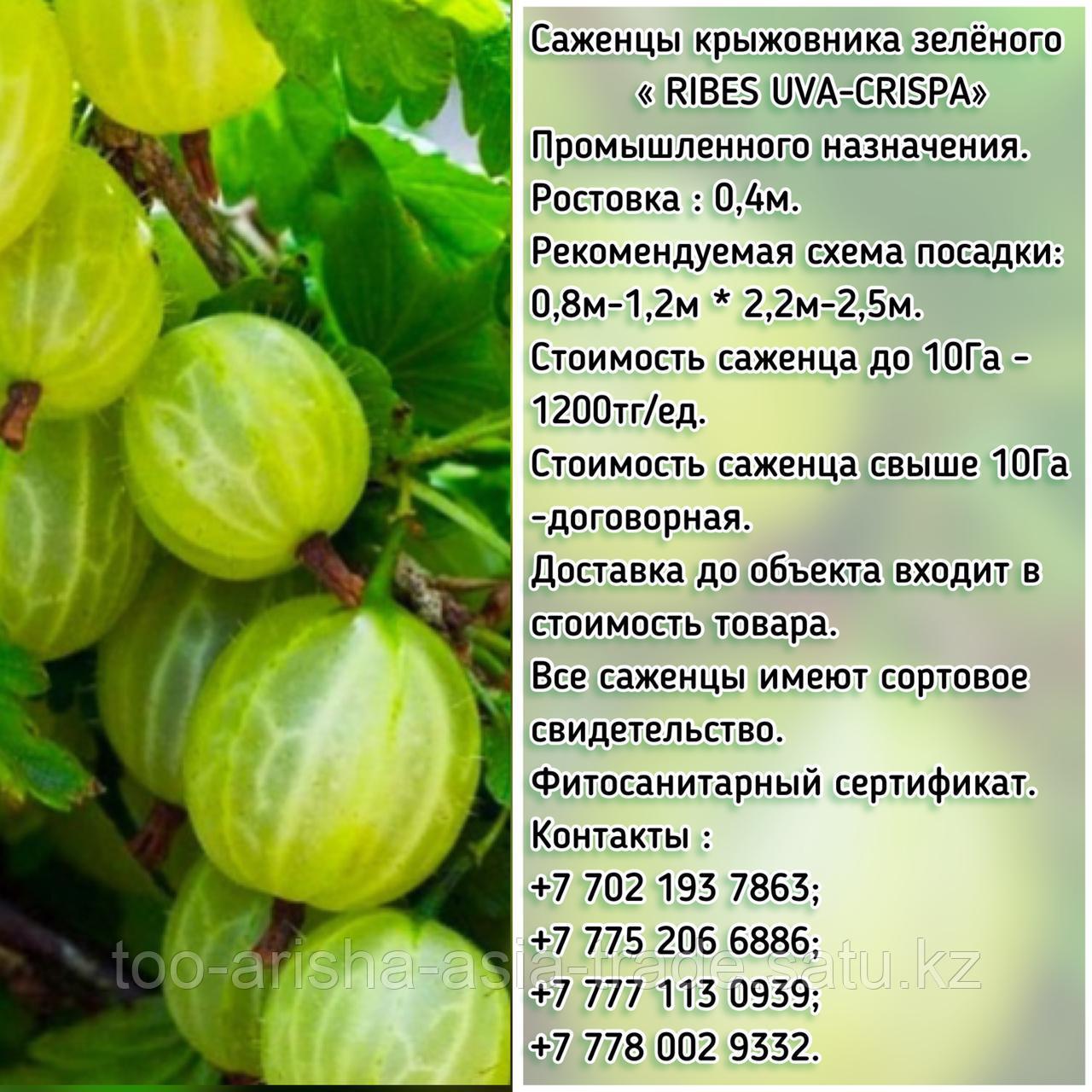 Саженцы крыжовника зеленого Сербия