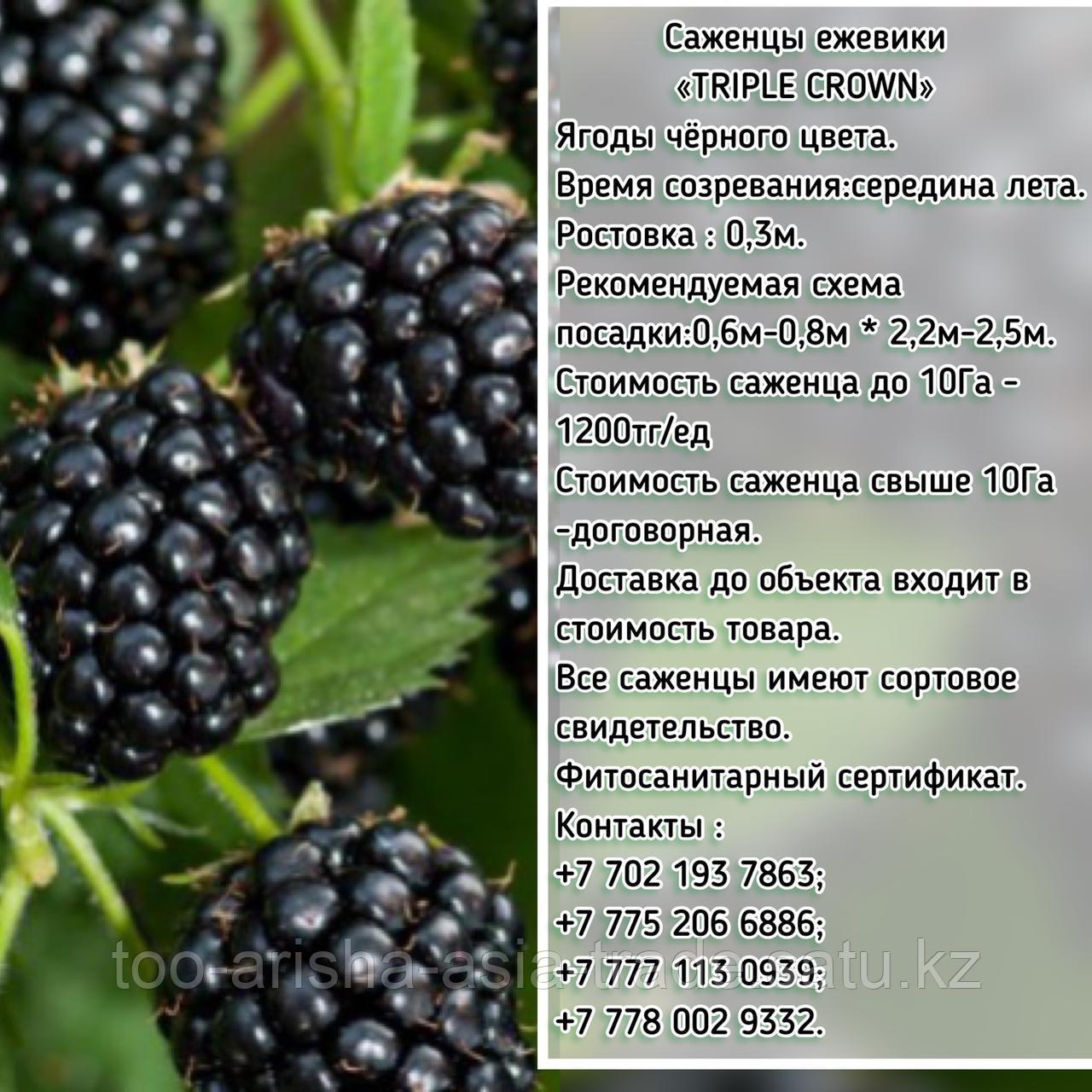 Саженцы ежевики "Triple Crown" (Тройная Корона) Сербия