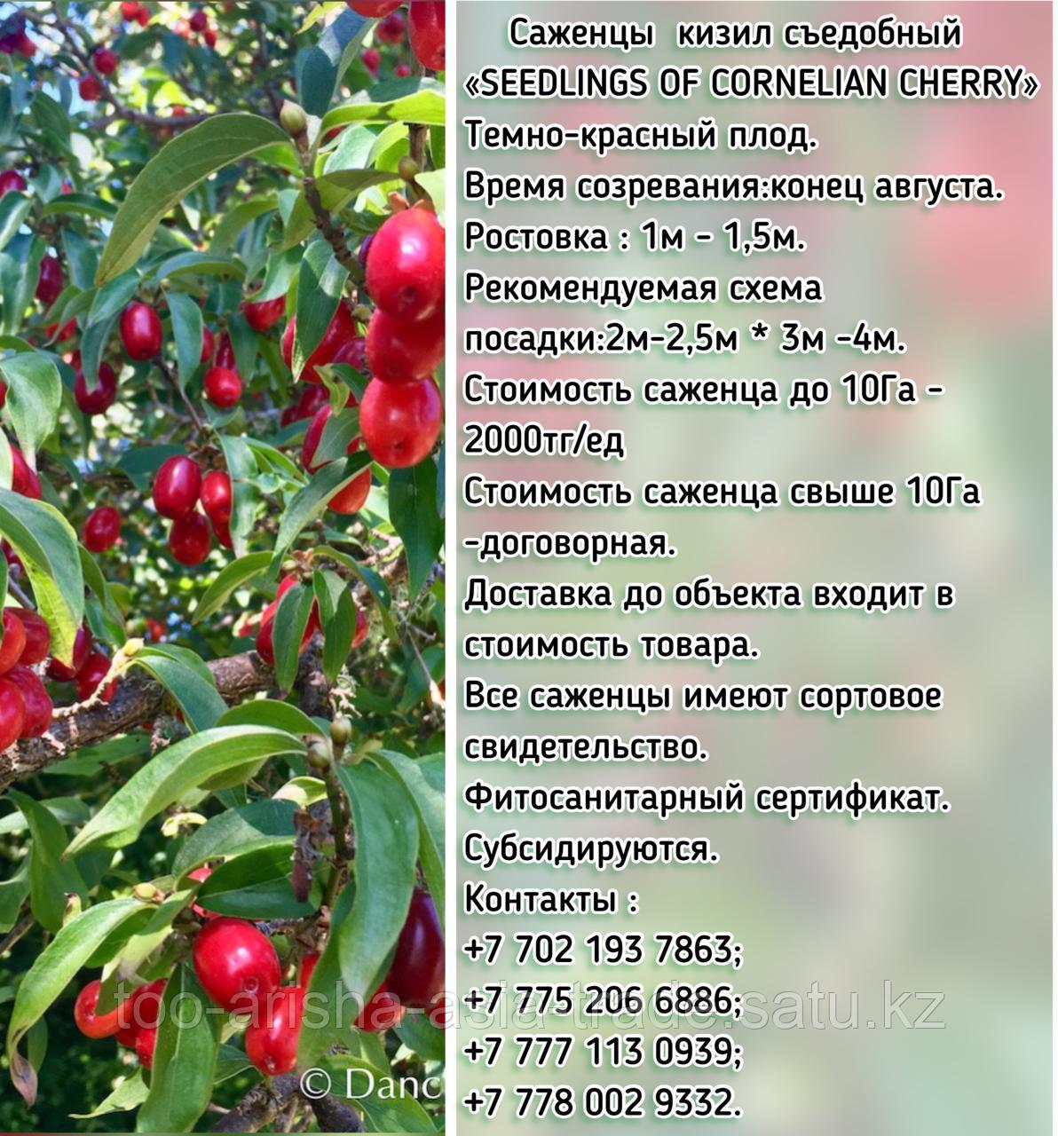Саженцы кизил съедобный "Cornelian cherry" (Корнелиан черри) Сербия