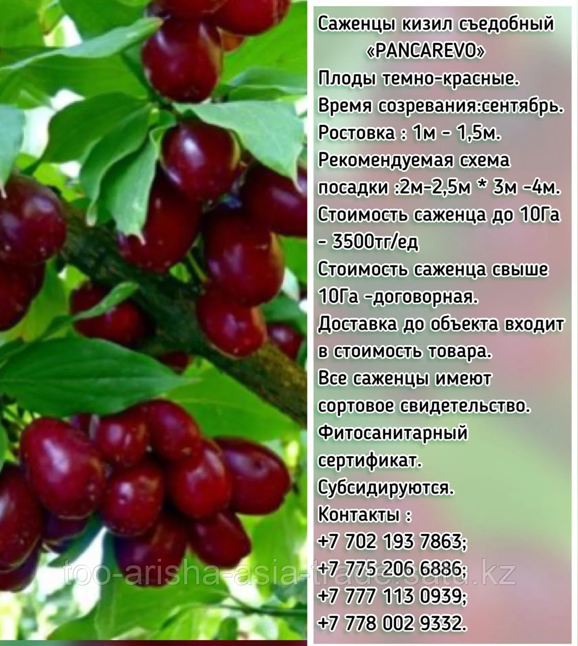 Саженцы кизил съедобный "Pancarevo" (Пансарево) Сербия
