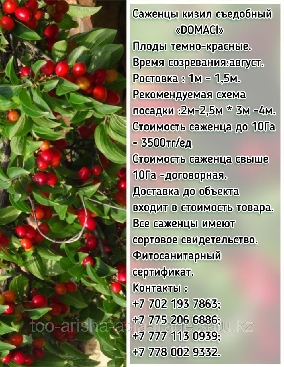 Саженцы кизил "Domaci" (Домаси) Сербия